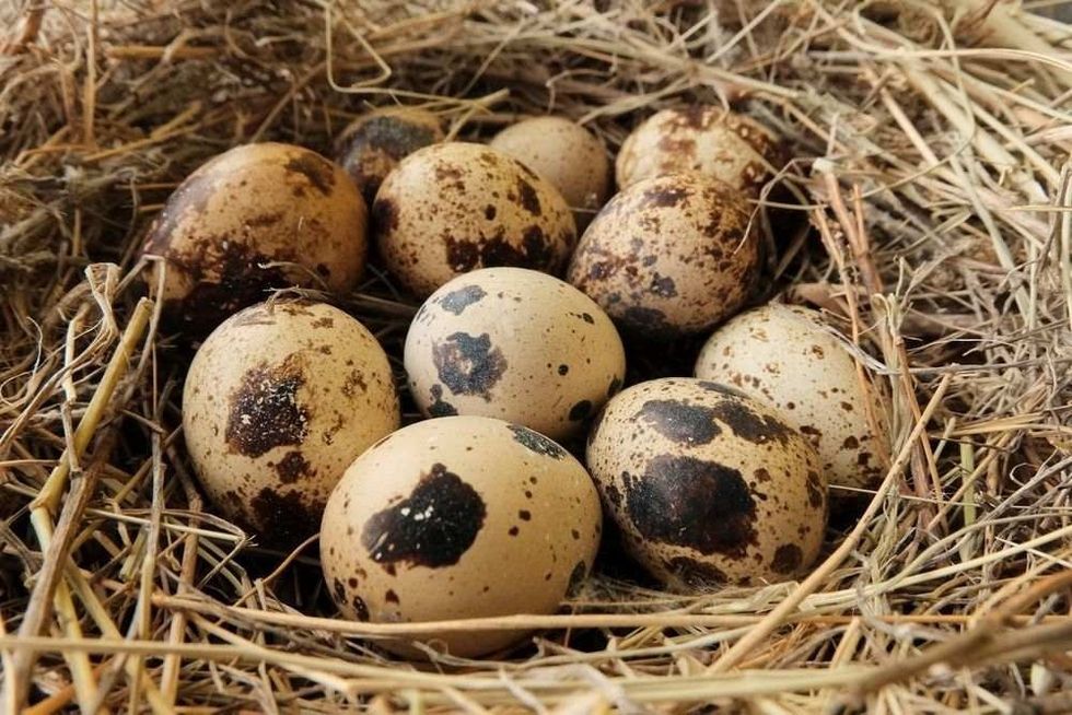 Quail eggs in the nest