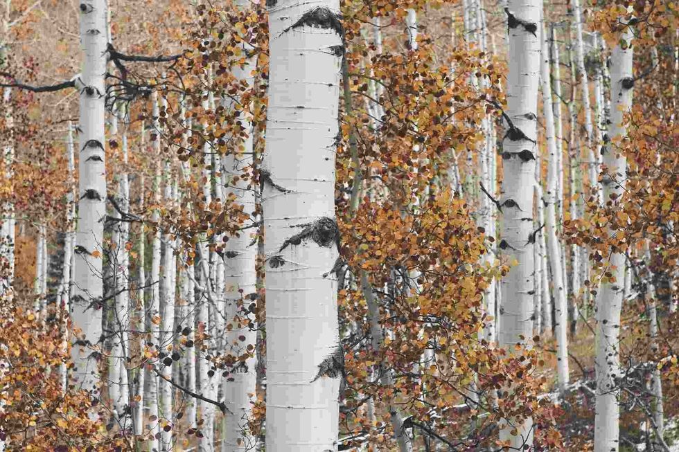 Quaking aspens also called trembling aspens