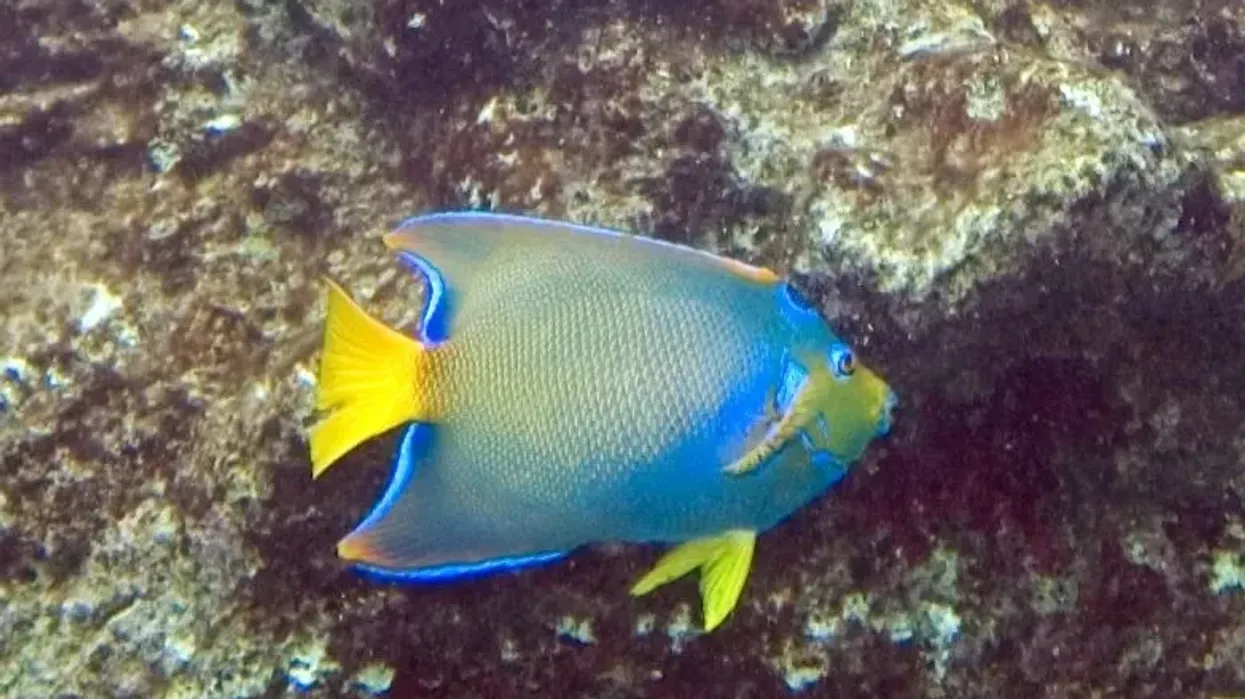 Queen angelfish facts about the lateral lines to sense the vibration of approaching prey.