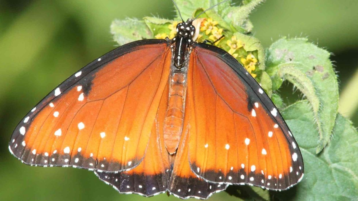Queen butterfly facts to help kids learn more about this beautiful butterfly.