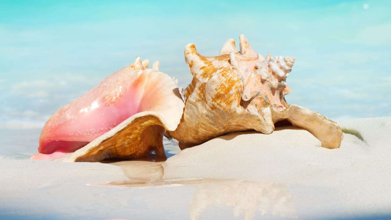 Queen conch facts about a unique type of gastropod mollusk.
