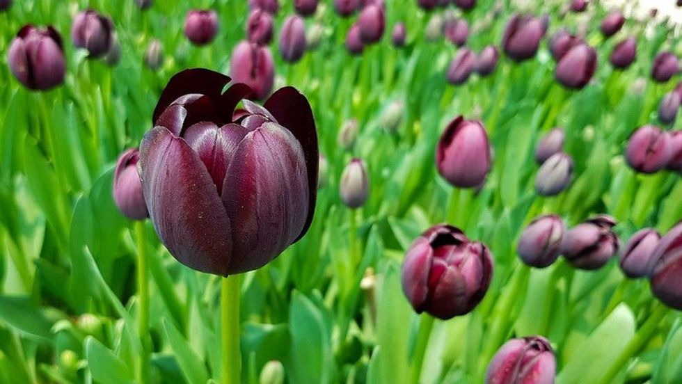 Queen of night tulips. Black tulips background - Names