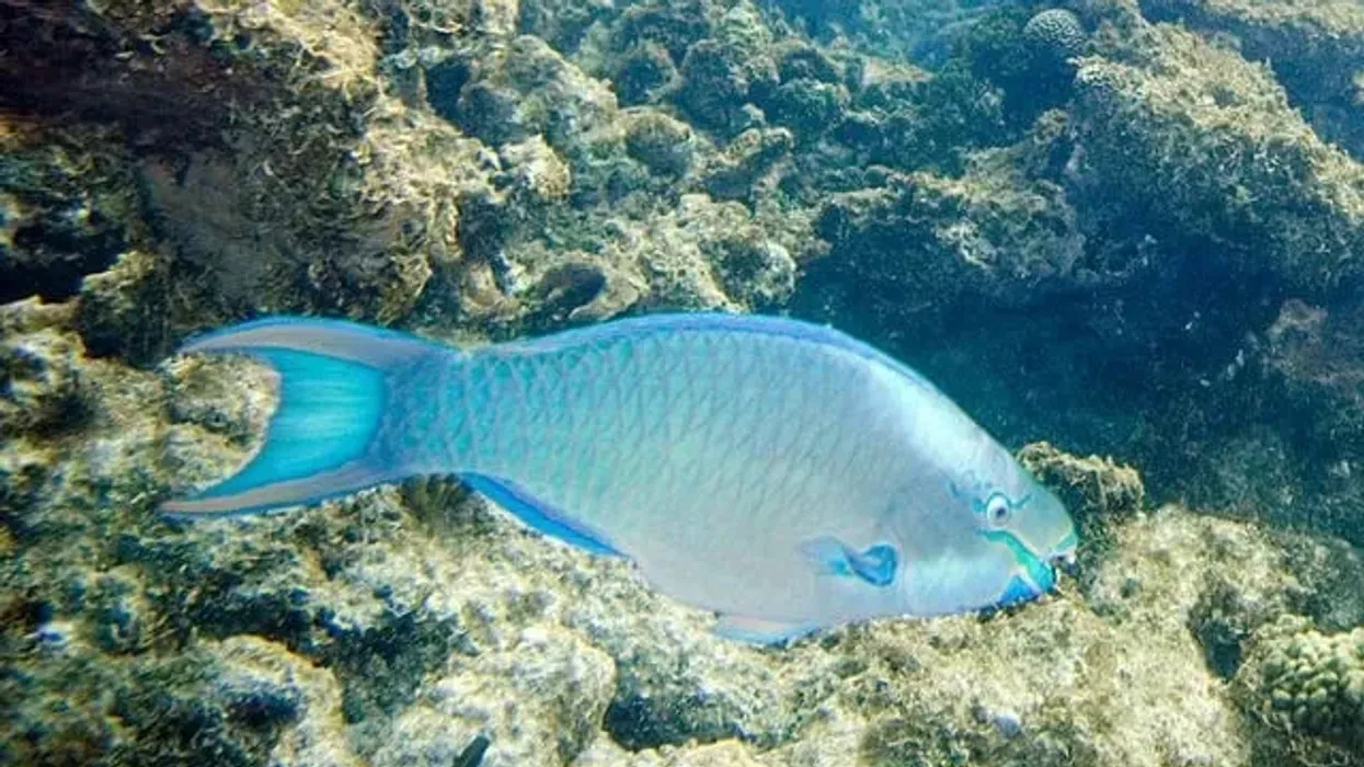 Queen parrotfish facts about the fish species known to secrete a mucus cocoon.