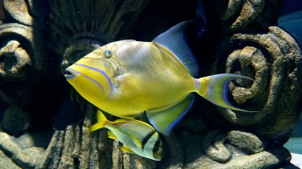 Queen Triggerfish facts about the species found in the Eastern Atlantic and Western Atlantic Oceans are interesting.