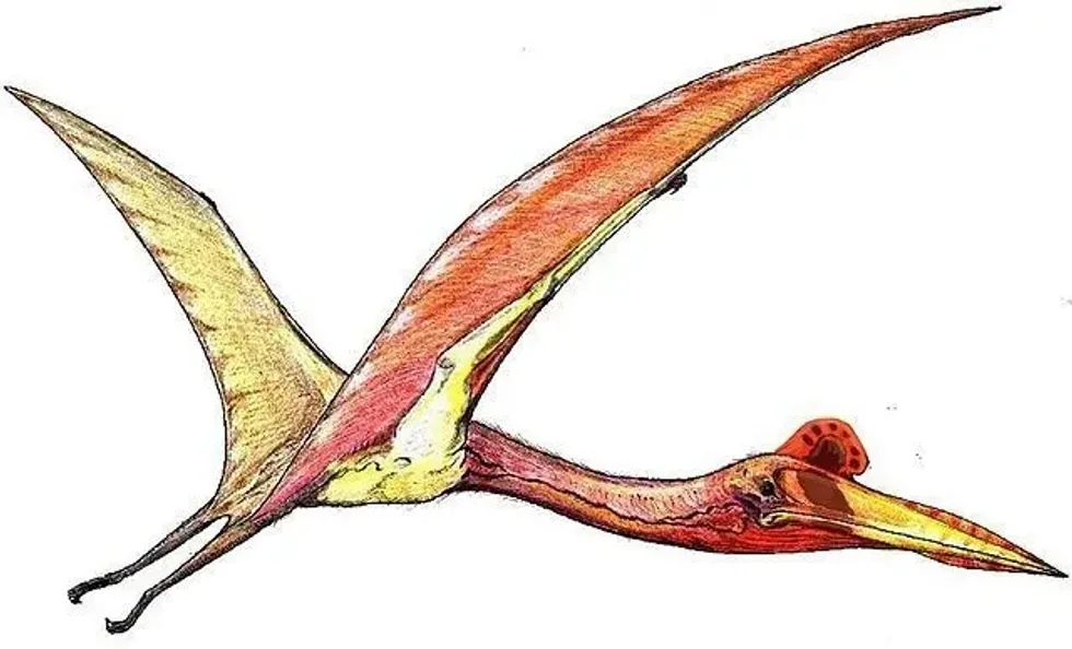 Quetzalcoatlus facts are all about the largest flying pterosaur that existed 70 million years ago.