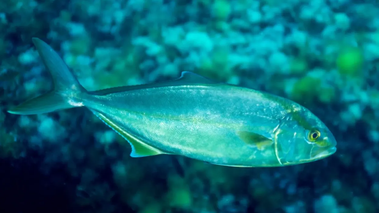 Quick Amberjack facts you must know.