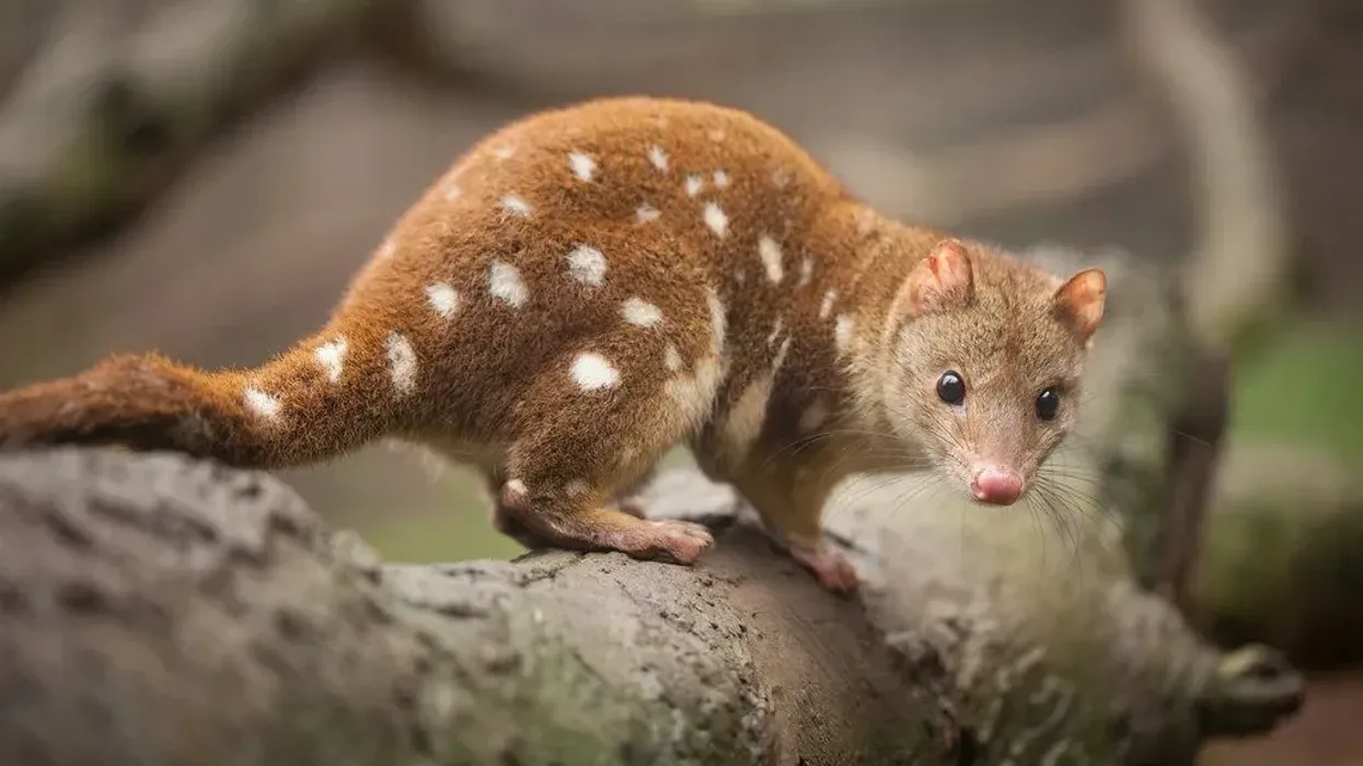 Quoll facts let you learn about these animals.