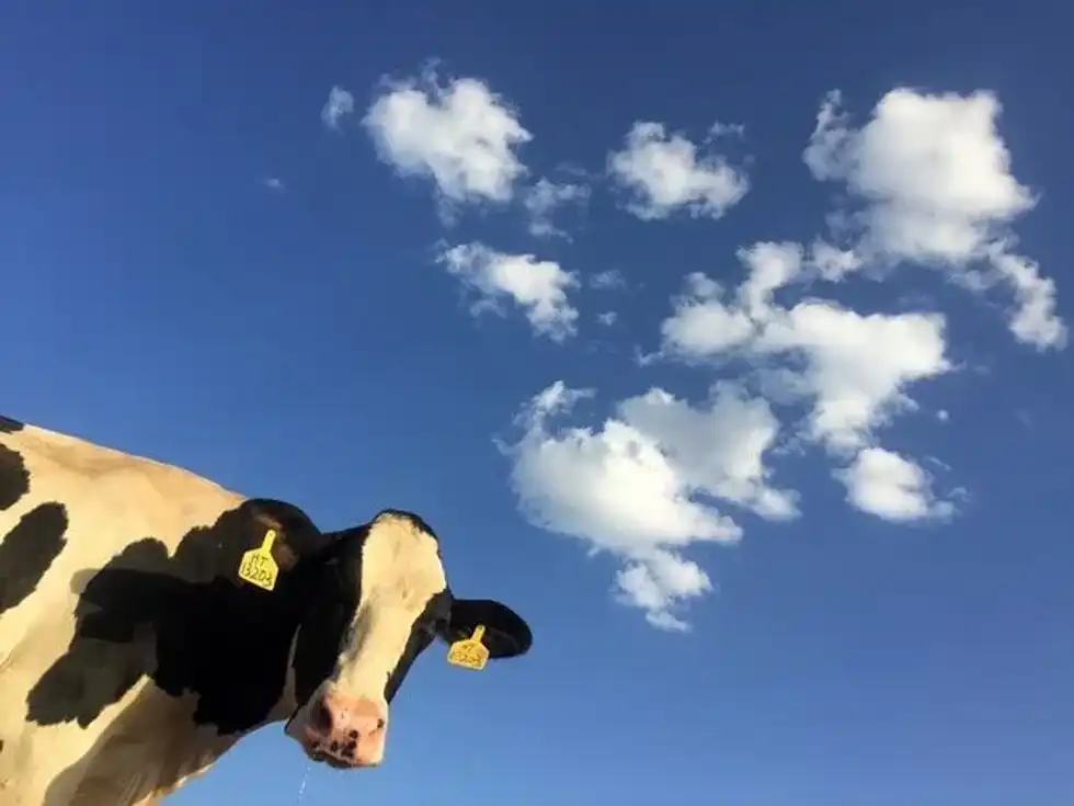 Quotes about cows will remind you of how much these animals do for us