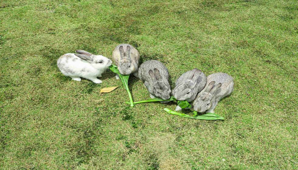 Rabbits eating kale on grass.