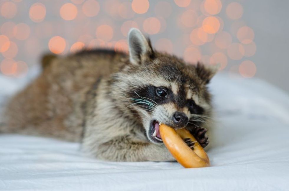 raccoon gnaws a huge bage