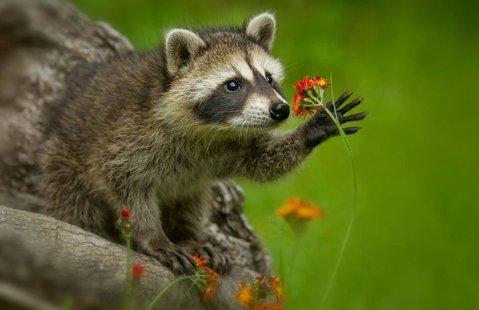 Raccoon in Minnesota holding flower