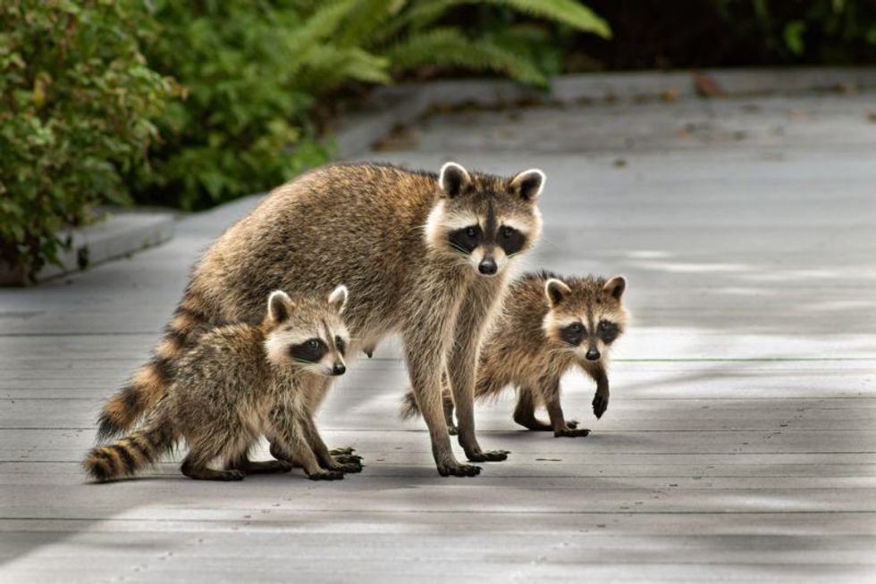 Raccoon Poop Does It Carry Diseases And How Can We Dispose Of It? Kidadl