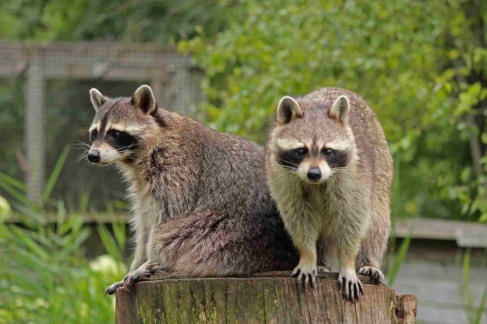 Raccoons spend most of the winter sleeping