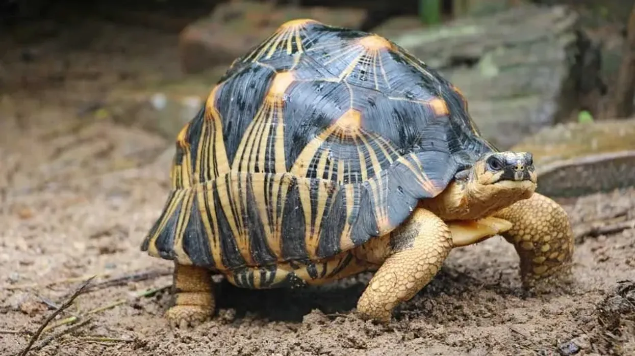 Radiated Tortoise facts like they have spectacular yellow patterns on their shells are interesting