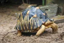 Radiated Tortoise facts like they have spectacular yellow patterns on their shells are interesting