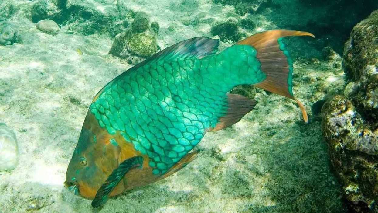 Rainbow parrotfish facts about the largest, colorful, herbivorous fish in the Atlantic Ocean.
