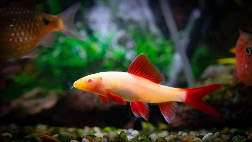Rainbow shark in a tropical aquarium.
