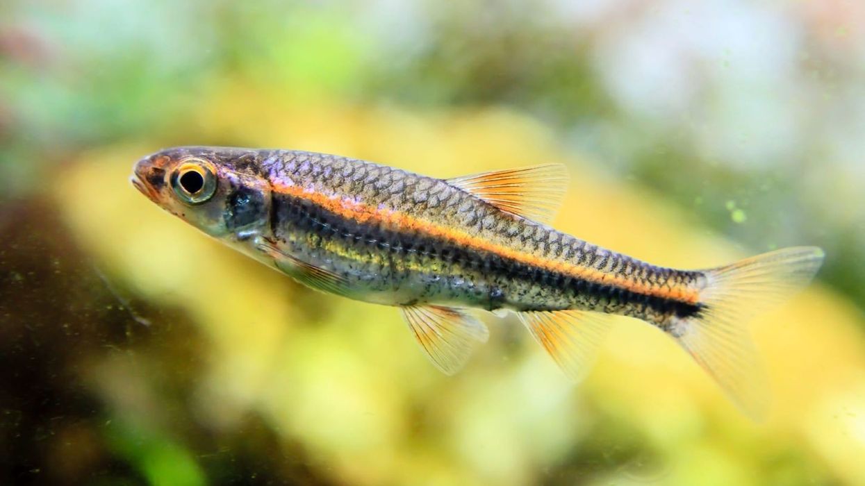 Rainbow shiner facts about a unique, tiny fish.