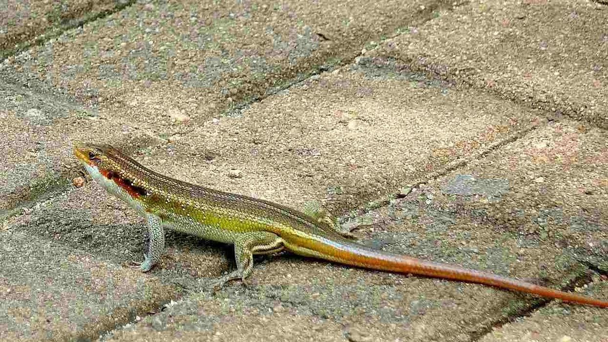 Rainbow Skink facts for kids.