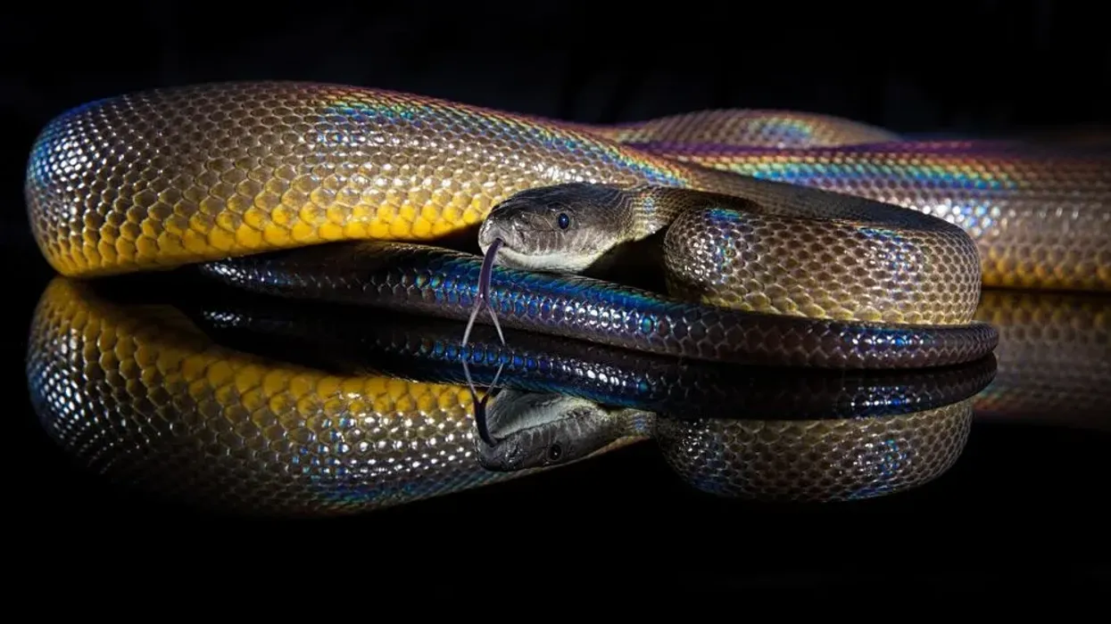Rainbow snake facts about how they eat their prey alive.