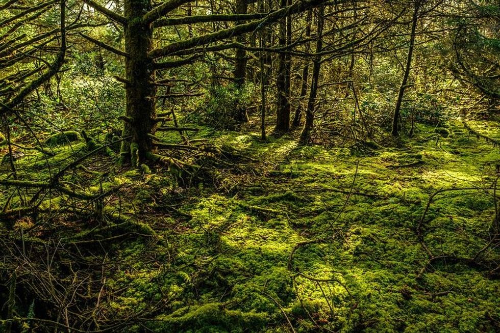 Rainforest at Cape Disappointment, Washington, USA.