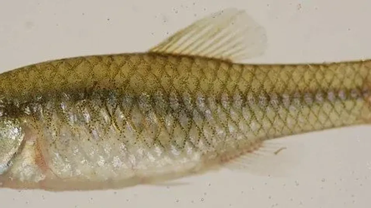 Rainwater killifish facts, belongs to Fundulidae family is widely found in St. John's River Estuary, Florida Estuaries, the Rio Grande, able to tolerate a wide range of salinities.