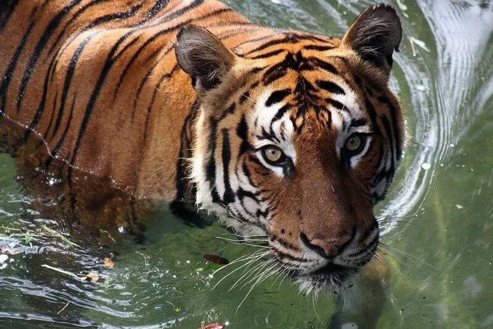raise awareness about tiger