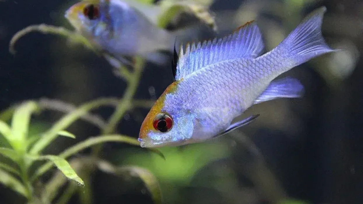 Ram Cichlid facts about the German Blue Rams.
