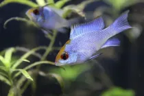 Ram Cichlid facts about the German Blue Rams.