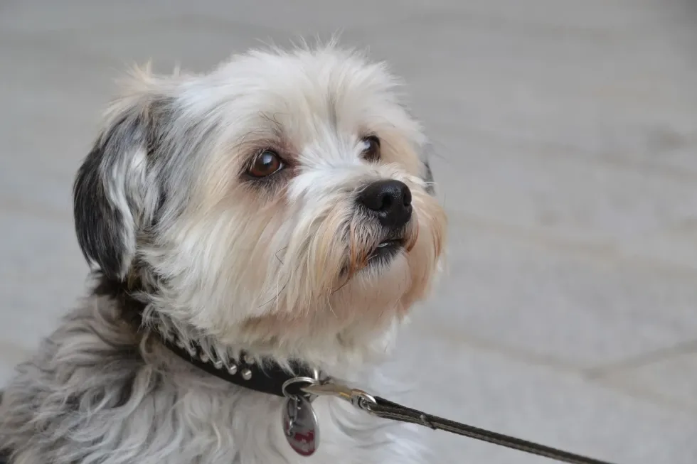 Rare Shih Tzu colors and patterns make this dog breed highly desirable for Shih Tzu owners.