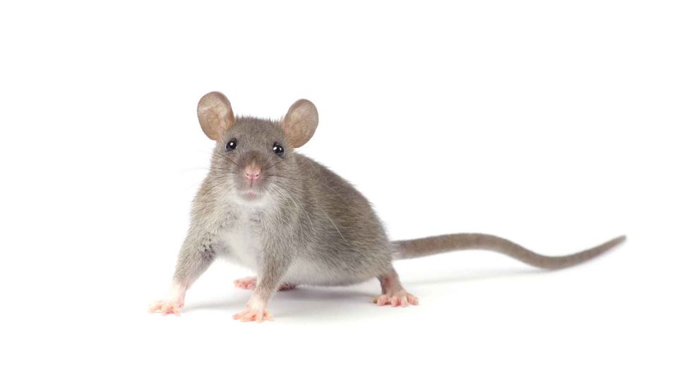 rat isolated on white background