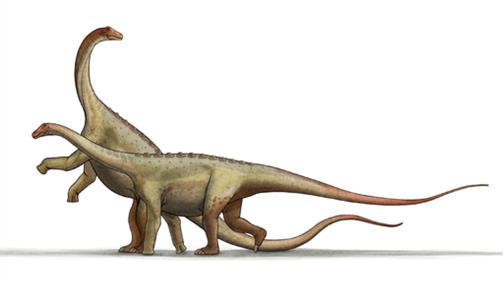 Rayososaurus fossils show the classification of the Cretaceous tetrapods.