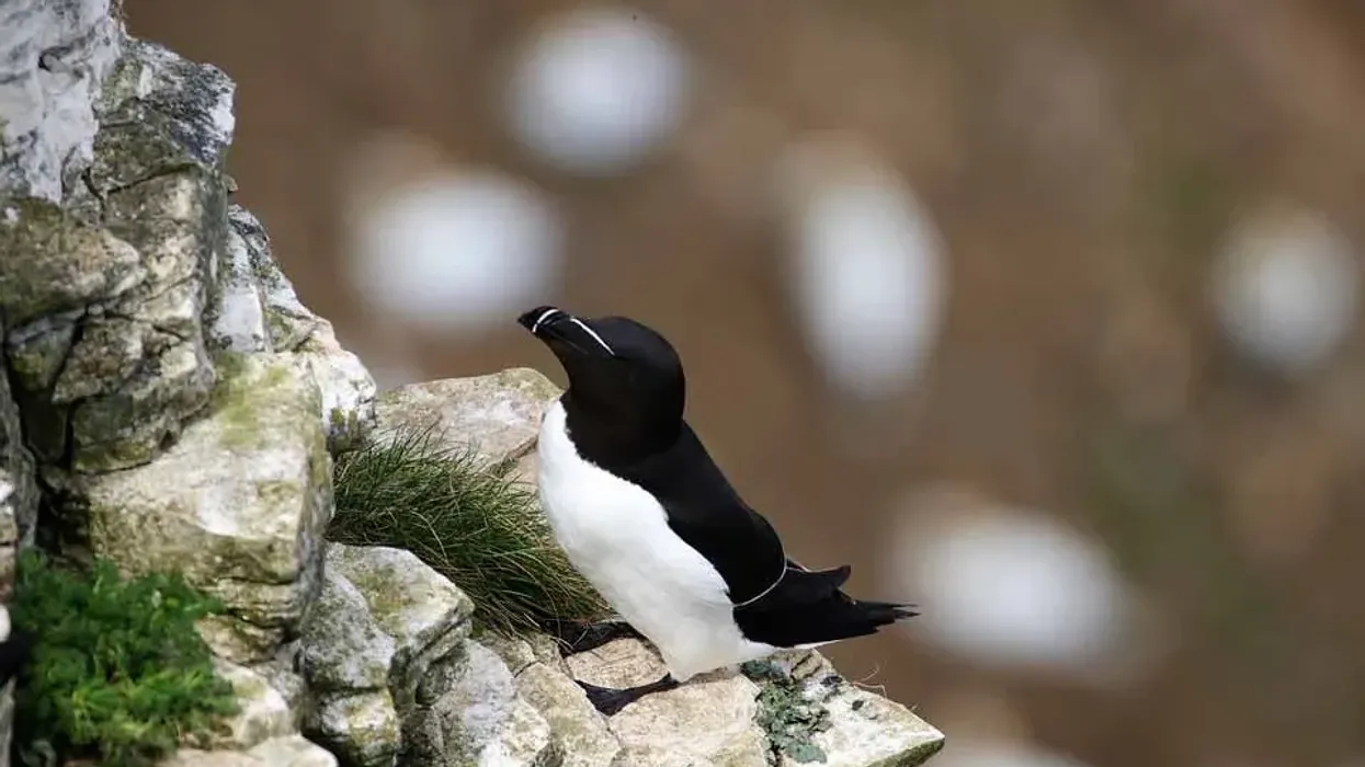 Razorbill facts are enjoyed by kids.