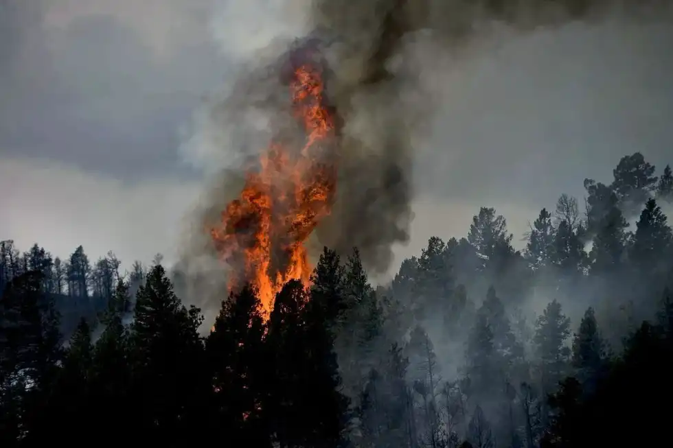 Read 1939 Australia fire facts to learn in detail about mature mountain ash forests.