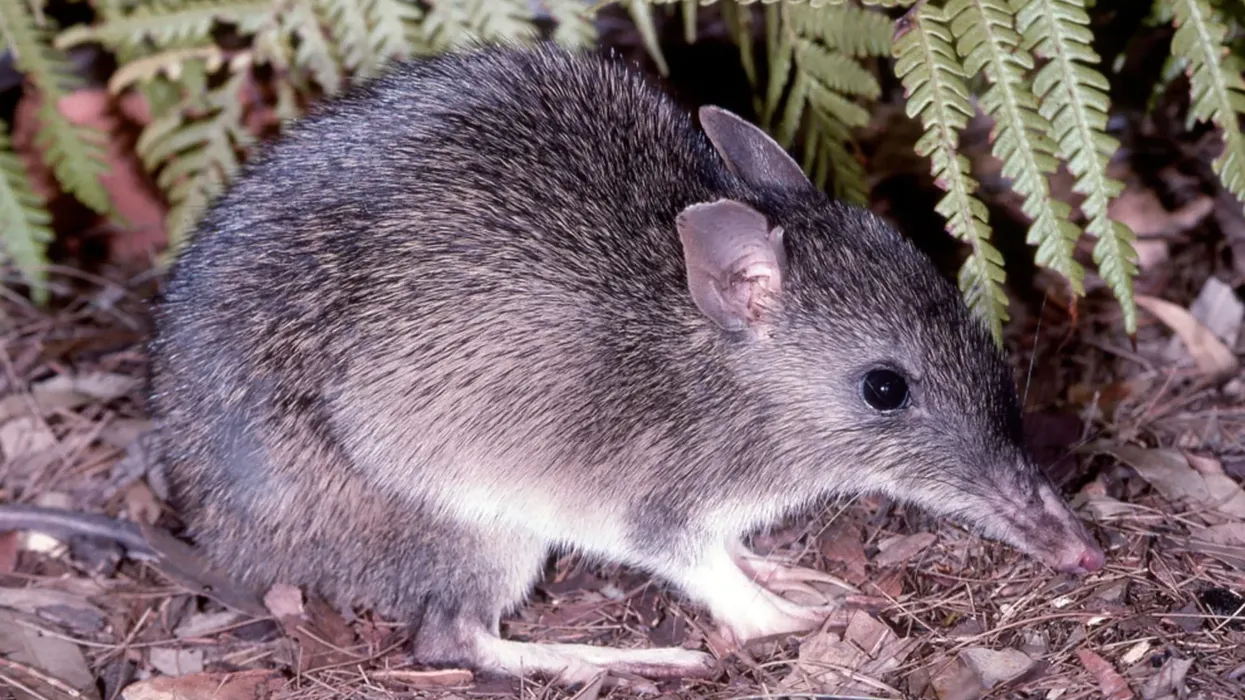 Read a lot more long-nosed bandicoot facts here on Kidadl