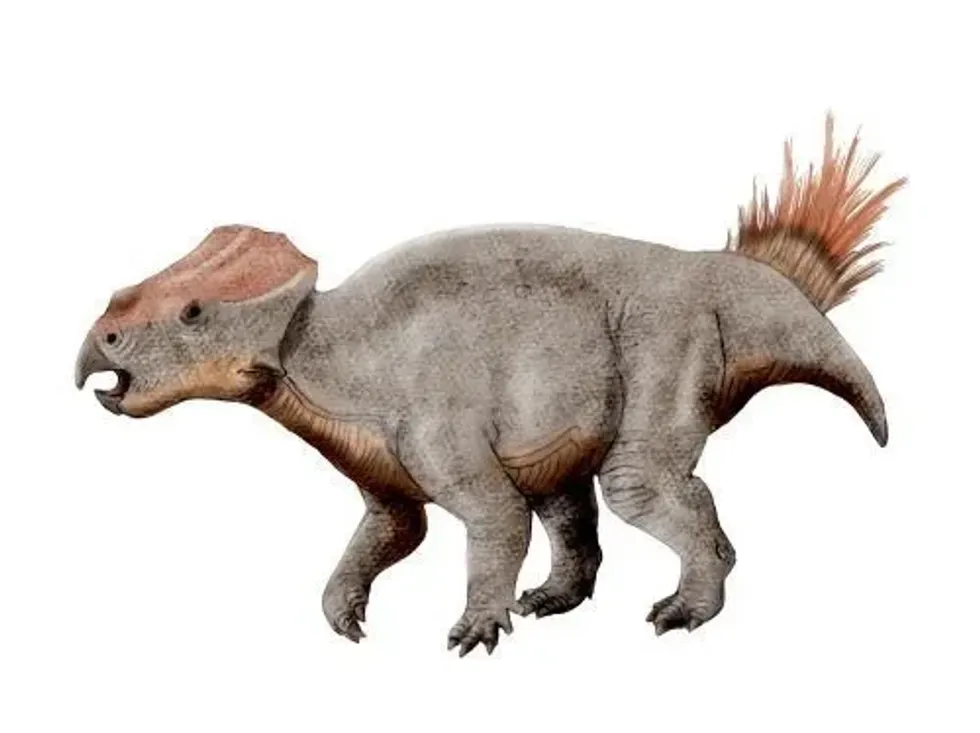 Read about Ajkaceratops facts to know these herbivore dinosaurs.