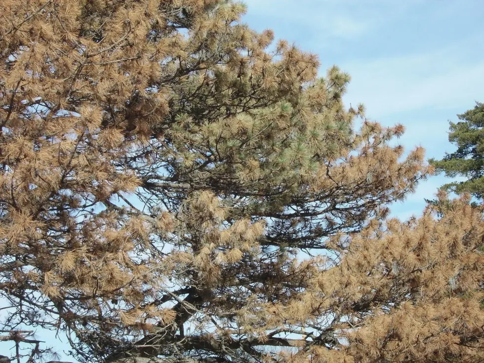 28 Austrian Pine Tree Facts: Lifespan, Uses, Problems And More