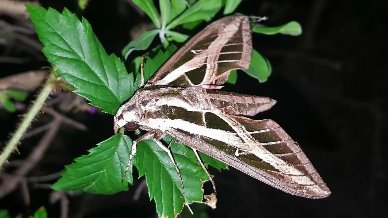 Read about banded sphinx moth facts to get to know this lesser vine sphinx from North America.