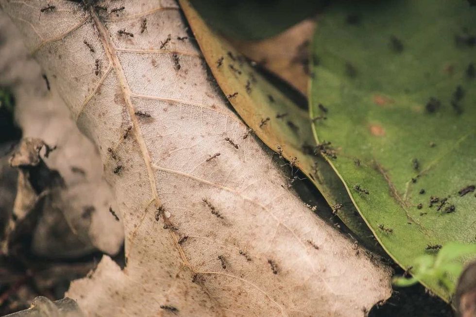 read about bugs that look like termites but not termites