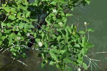 read about buttonbush plants
