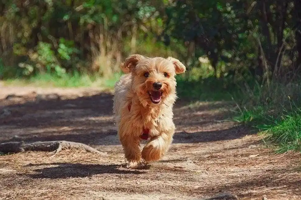 Read about how to groom a Yorkie and learn about how to become a professional groomer of Yorkshire terriers.