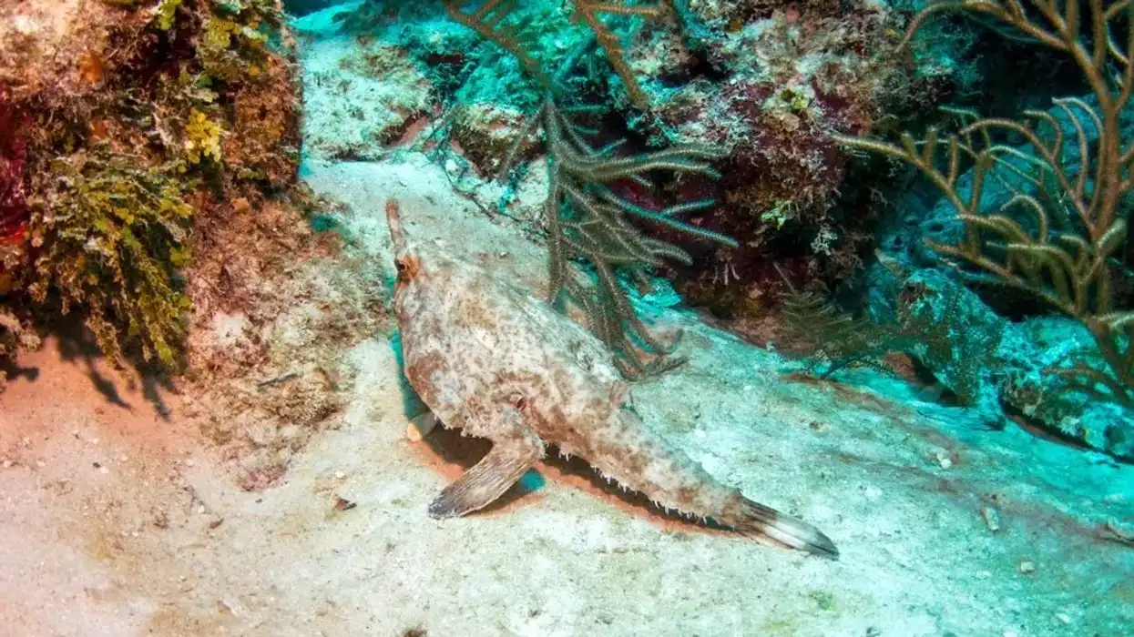Read about longnose batfish facts to know about the walking longnose batfish.