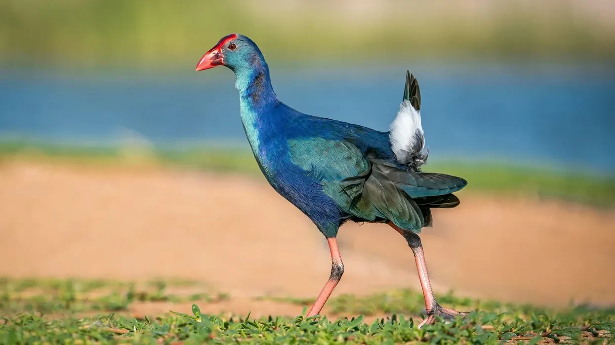 Read about one of the most interesting birds in the world, the gray-headed swamphen facts.