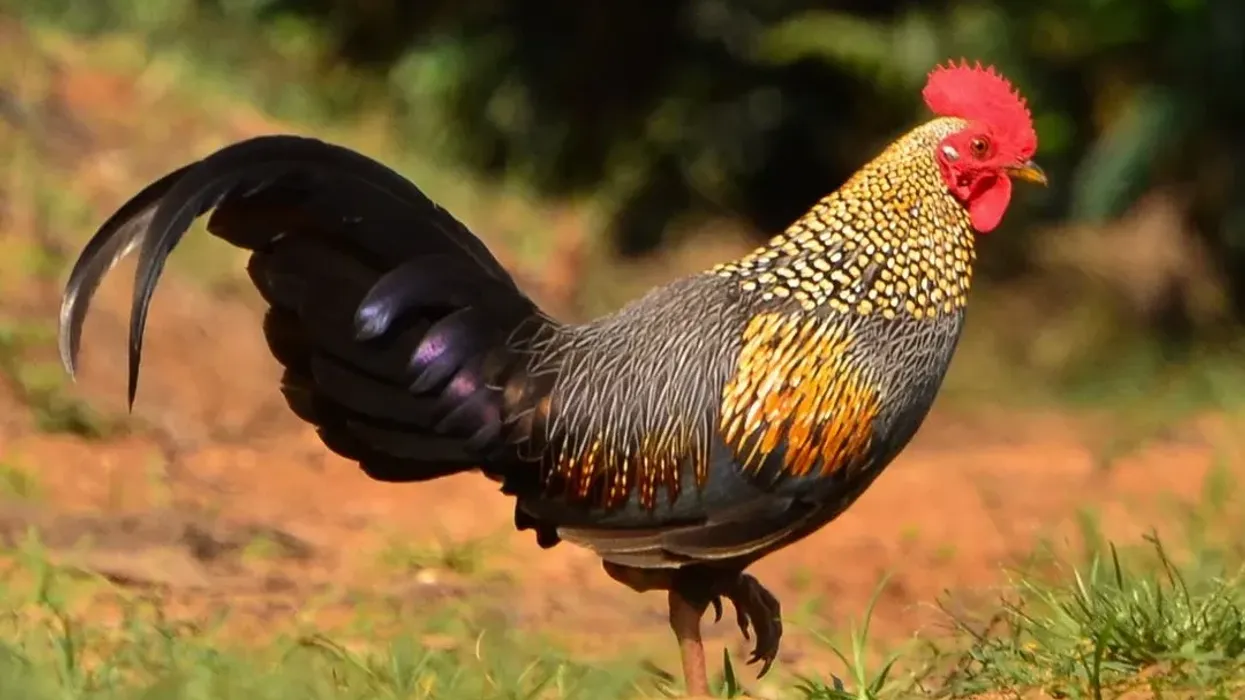 Read about some grey junglefowl facts that might surprise you.