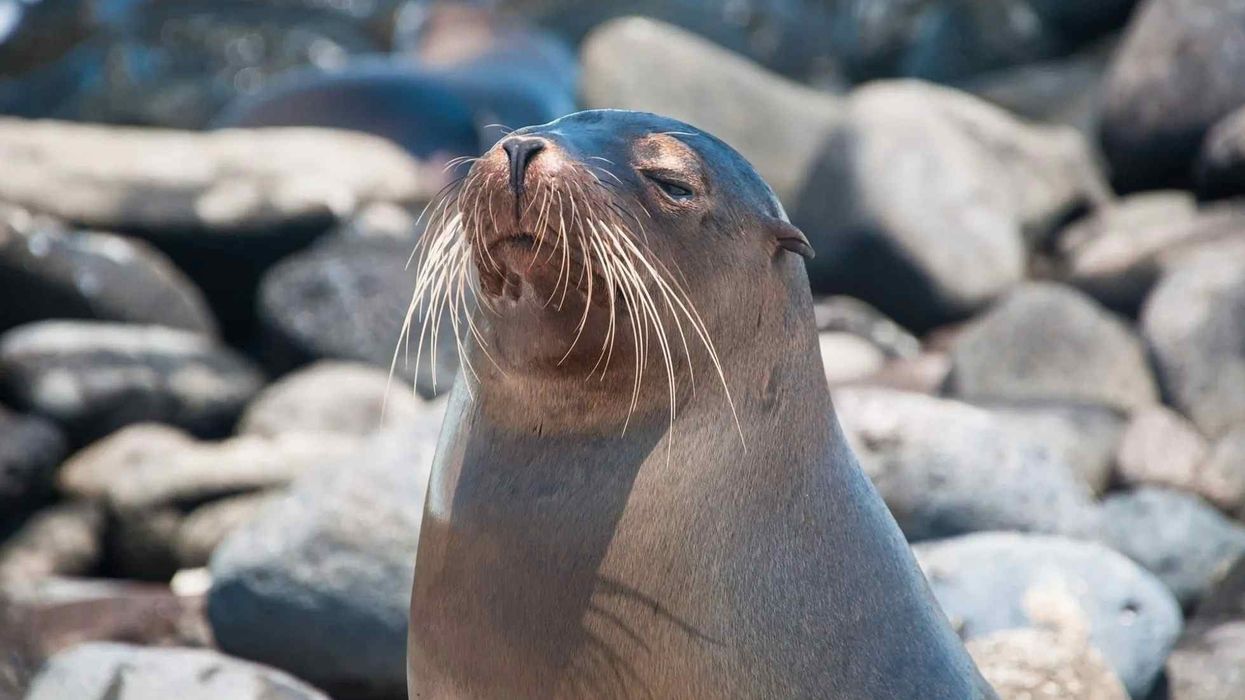 Read about some very interesting Galapagos sea lion facts here