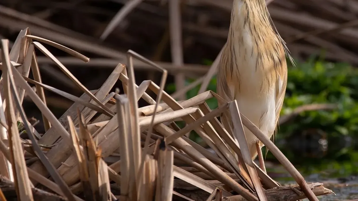 Read about squacco heron facts to know these Old World bird species.