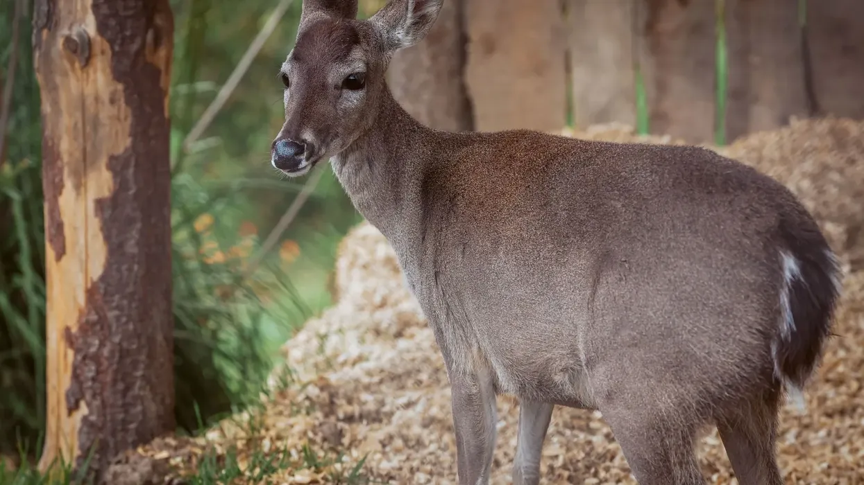 Read about taruca facts to know these deer species with antlers.