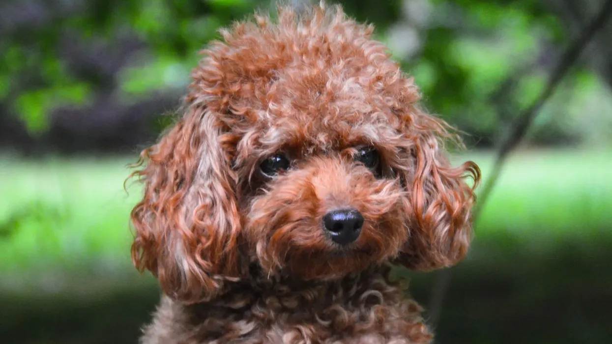 Read about Teacup Poodle facts to know this type species of Toy Poodles.