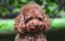 Read about Teacup Poodle facts to know this type species of Toy Poodles.