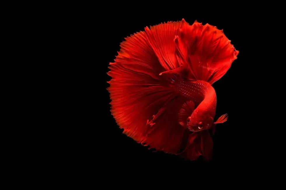 Read about the betta fish tank size, aquarium, water temperature, betta fish lifespan, healthy food options, how long do they live in captivity, and the wild.
